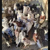 پرنده کبوتر