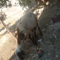 دوعدد میش نازداشتی کوه رو