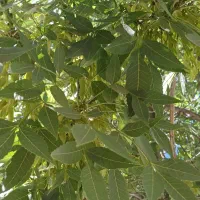 باغ-چشمه-قلعه-فارسان