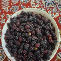 شاه توت میوه ای خوشمزه وملس