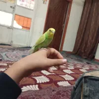 بستان|پرنده|دشت آزادگان, |دیوار