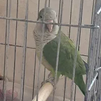 راهب سبز ماده آماده برای جفت شدن