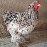 خروس خاص  برهما . مرغ. فیروزآباد فارس