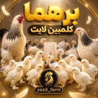 مرغ و خروس و جوجه برهما کلمبین لایت