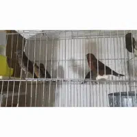 جفت|پرنده|شیراز, شهرک قمشه|دیوار