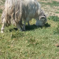 چپش دوبر جلورو بز گوسفند میش بره