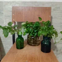 گل و گیاه