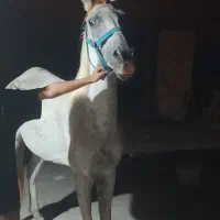 اسب مادیون معاوضه
