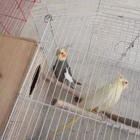 یه جفت عروس هلندی با جوجه وقفس