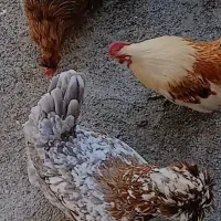 مرغ سلطان خوش رنگ