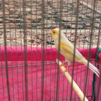 یک جفت قناری مزایکی سرخ