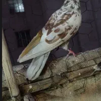 خرید کفتر