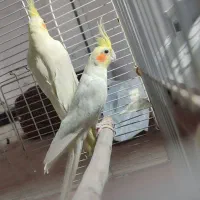 عروس هلندی مولد
