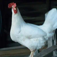 مرغ هلندی تخم گذار قیمت مفت....