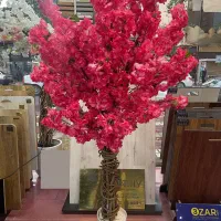 درختچه گل وارداتی