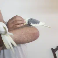 عروس هلندی ماده دو کت زعفرانی رام بالغ