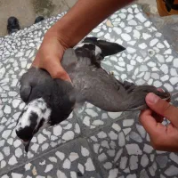 کبوتر ماده