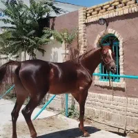 8 عدد مادیان عرب و کرد فروشی