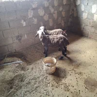 بره فروشی یکی نر و یکی ماده