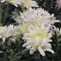 استخدام کارآموز عطاری