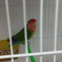 طوطی کوتوله