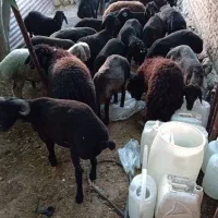 بره محلی از ۳۵کیلو تا ۷۰کیلو