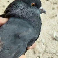 کبوتر گرفتنی