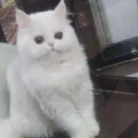 بچه گربه پرشین گربه یازده ماهه پرشین