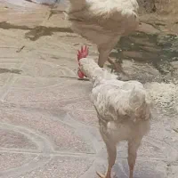 جوجه مرغ وخروس