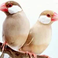فنچ نرگسی شکلاتی