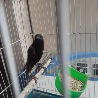 مینا سرحال وبازی گوش ۱۵۰۰۰۰ هزار تومن