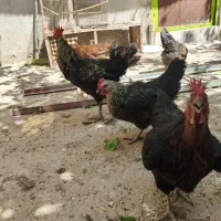مرغ تخم گذار جوان