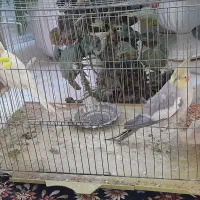 عروس.هلندی.نرماده