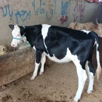 تلیسه جنس فول. مخصوص داشتی