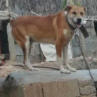 سگ نگهبان دهن پاک استهبان