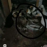 اردک نر مرغابی کله سبز معاوضه با ماده