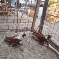 ککیلی
