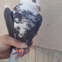 کفتر کلاغ دم سفیدافشون