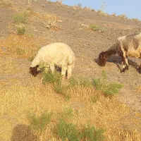 میش بره نر
