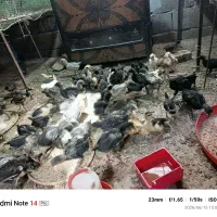 فروش جوجه گلین