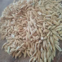 جو بهاره موجود است بذری