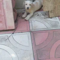 توله سگ