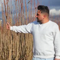 نهالستان ارقام متنوع نهال میوه وگردوهای پربار