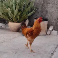 خروس چهل تاج