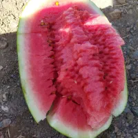 هندوانه درجه یک