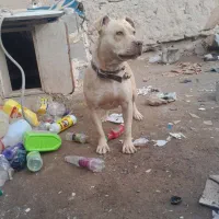 پیتپول ماده