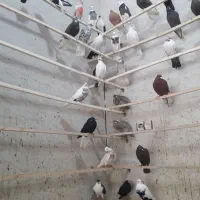 کبوتر|پرنده|ایلام, |دیوار