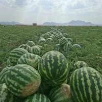 هندوانه
