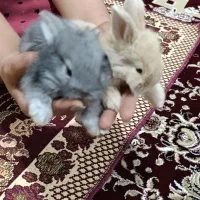 خرگوش لپ
