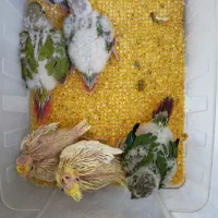 جوجه سرلاکی طوطی گیرینچیک یلوساید رد